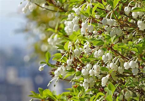 銅樹開花|ドウダンツツジの特徴・育て方・剪定時期・病気・害虫